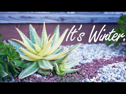 Winter Garden Clean-up | Plant Please | #gardening