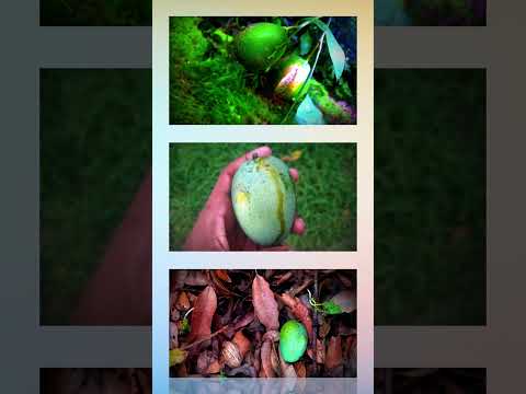 #naturebeauty  #nature #naturelovers #naturephotography #naturebeauty #natureshorts #naturesounds