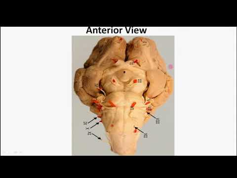 Part 2 - Cranial Nerves Nuclei and Its Functional Components