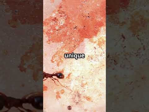 Ants  The Tiny Powerlifters!