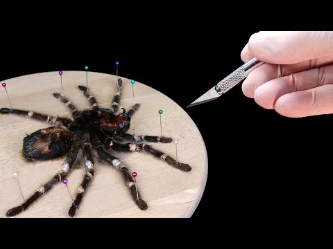 WHAT'S INSIDE THE SPIDER? AUTOPSY DIED SPIDER AND LOOK UNDER THE MICROSCOPE.