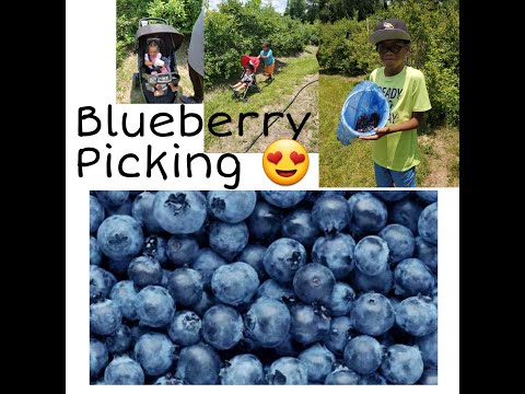 Moorhead's Blueberry Farm; Family Blueberry Picking