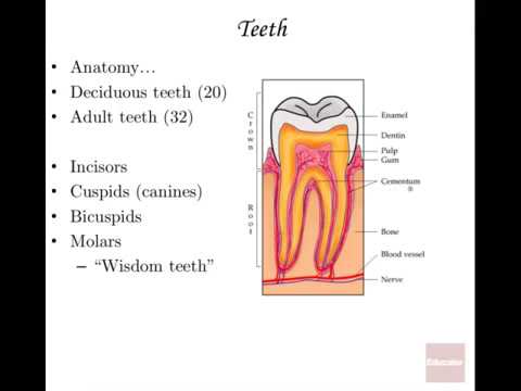 Anatomy and Physiology of Digestive System