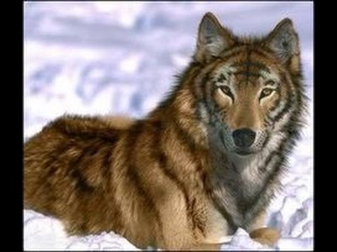 Doger Hybrid Animal Tiger (F) + Dog (M) Hero1266373932