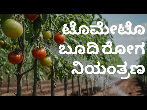 ಟೊಮೇಟೊ ಬೂದಿ ರೋಗ ನಿಯಂತ್ರಣ| Tomato Powdery Mildew Management | AgWise Solutions