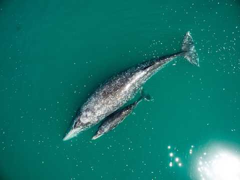 Exploring the Beauty of Baja with Todos Santos Eco Adventures