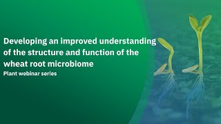 Developing an improved understanding of the structure and function of the wheat root microbiome