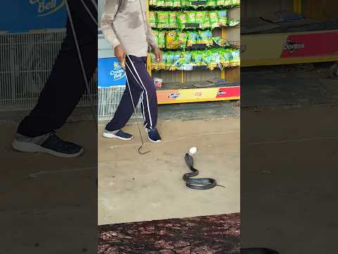 Snake Attack #snake #viral #snakeinshop #snakeattak #venom #fantasticfour