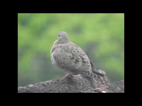 bird