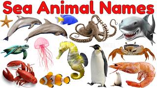 30 Amazing Sea Animals for Kids 🌊 | Educational Ocean Animals Video for Kids | Preschool Learning