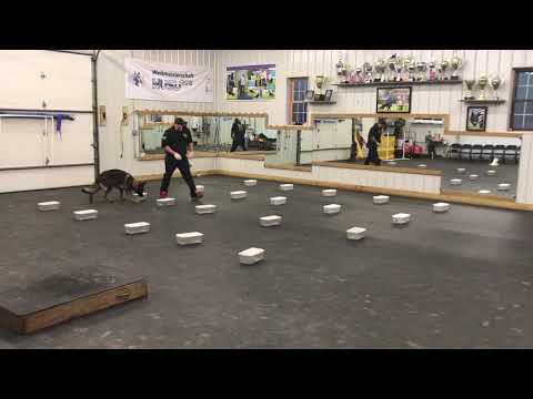 Methodical Scentwork Container Search