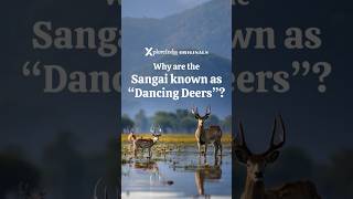 Let's Explore Sangai, 'The Dancing Deer', and admire its graceful moves.