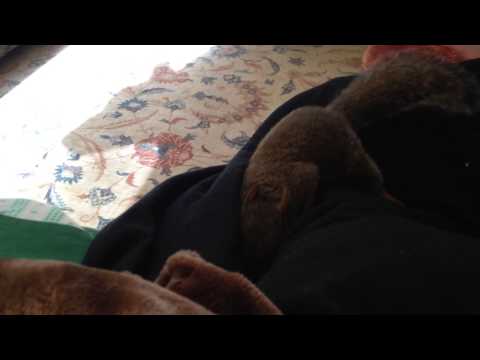 Skipper hiding his nut