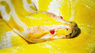 Giant Burmese Python Invasion Causes Chaos For City Inhabitants | Python Hunters | Real Wild