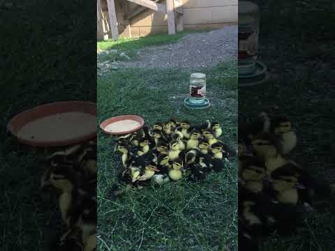 How do happy ducklings outside?😍 #shorts #explore