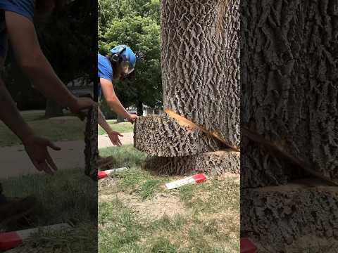 Wedge TRICK to cut down MASSIVE Ash Log #arborist #treework #tree #husqvarna
