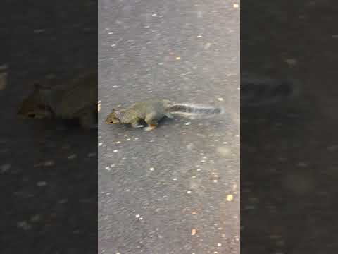 Salem squirrel