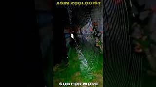 Spider web Creativity 😍 #shorts #ytshorts #reels
