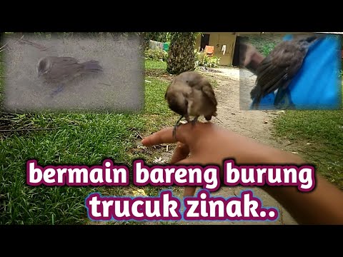 MELATIH BURUNG TRUCUKAN‼️