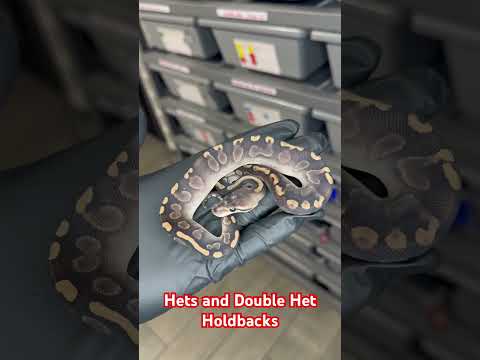 2024 het and double het holdbacks #ballpython #ballpythons #ballpythonmorph #snake #snakes