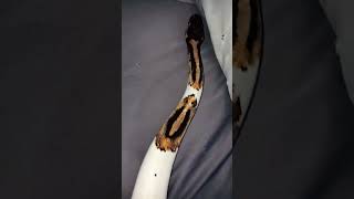 #reptiles #piedballpython  #animals #pets #exotic #exoticanimals #foryou #fypシ゚viral