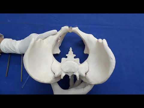 Bony pelvis