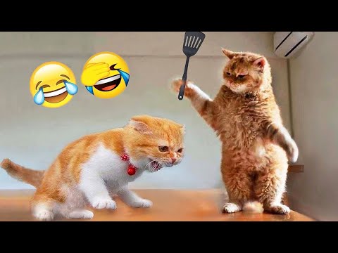 Try Not To Laugh 😅 Best Funny Cats and Dogs Videos 2026 😸🐶 Part 5