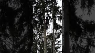 Driveway tree removal.  Crazy climbing and one handed chainsawing.