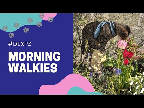 Morning walk with Dexter #shorts #DexPZ