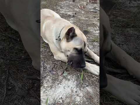 Presa Canario try’s to fight water 🤦🏾‍♂️😂