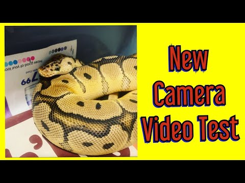 New Camera Cannon M50 - Quality Video and Audio Test - Pastel Clown Ball Python is going to Shed