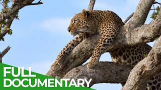Law of the Savannah: Predators of the Masai Mara | Free Documentary Nature