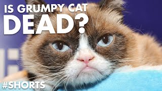 Is Grumpy Cat Dead? #shorts