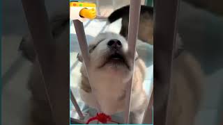 cutest puppy howls!