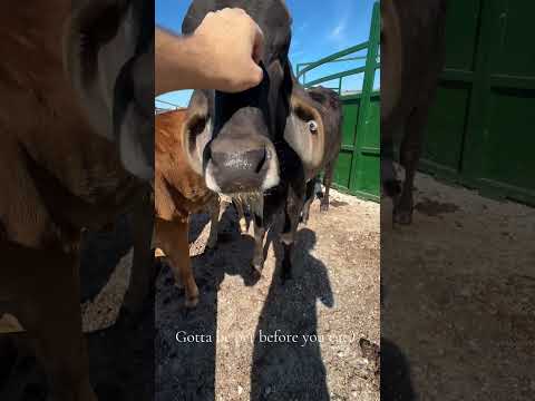 Some of our sweet ladies :) #farming #sardonegro #brahman #gyrcows #gircow
