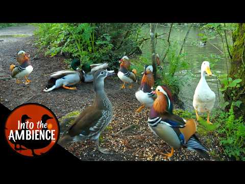 Ducks Quacking - Mandarin Duck - Mallards - Pekin Ducks - Nature Relaxation Video