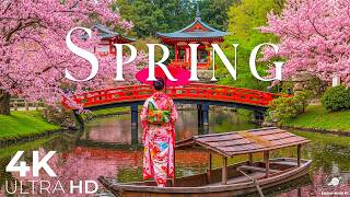 Spring Matsuyama 4K, Japan 🌸 Castle Hill Blossoms, Dogo Onsen Lanes & Seto Sea Soft Light