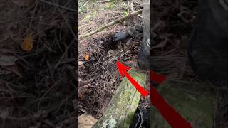 These big pythons got big by being smart! Look how well they can hide in the Florida Everglades