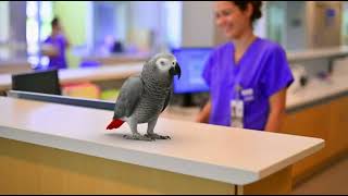 This Parrot Said What Everyone at Work Is Thinking #relatable #workplacecomedy #usahumor #parrot