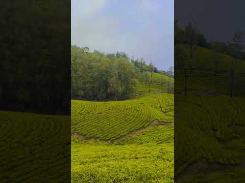 Ooty Tea Estate
