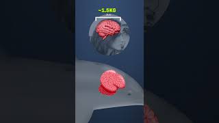 Your Brain v. Animal Brains