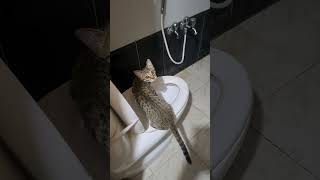Privacy please #funny #catvideos #toilet #paparazzi #kitten #metime