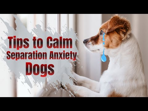 🐶How to Calm Your Dog's Separation Anxiety