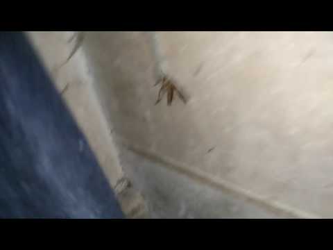 CICAK KERAD PART 1