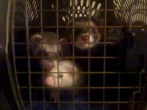 Moving the babies