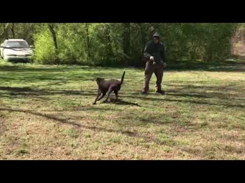 Bullocks K9: Poncho Retrieve