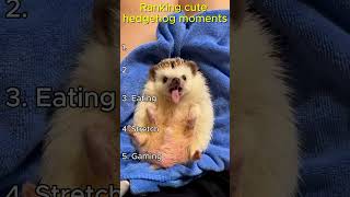 Ranking Cute Hedgehog Moments