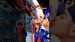 Nihang singh Love With Horse #shorts