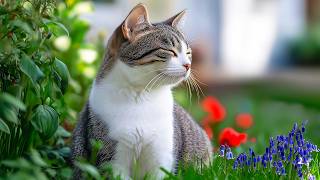 Peaceful Cat Music to Reduce Stress and Anxiety – Calming Background Music for Cats 🎵🐈