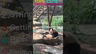 "THE FUNNIEST PANDAS YOU’LL EVER SEE! 🐼💥 #top5  #PandaFails"*